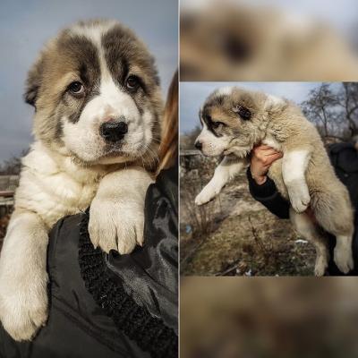 Продам щенка Среднеазиатская овчарка - Украина, Чернигов. Цена 11000 гривен