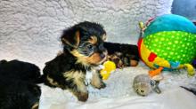 Puppies for sale yorkshire terrier - Netherlands, Amsterdam