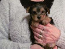 Puppies for sale yorkshire terrier - Ukraine, Cherkasy. Price 250 €