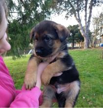 Puppies for sale german shepherd dog - Lithuania, Vilnius