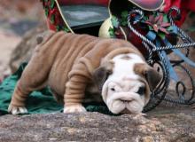 Puppies for sale english bulldog, puppies for sale english bulldog - USA, Florida. Price 480 $