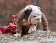 Puppies for sale english bulldog, puppies for sale english bulldog - USA, Texas, Dallas. Price 480 $