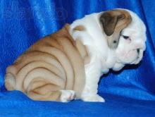 Puppies for sale english bulldog,  puppies for sale english bulldog - USA, Alabama. Price 480 $