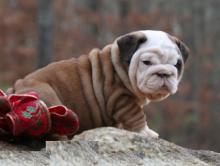 Puppies for sale english bulldog, puppies for sale english bulldog - USA, Arizona. Price 480 $