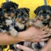 Puppies for sale yorkshire terrier - Russia, Moscow. Price 250 €