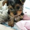 Puppies for sale yorkshire terrier - Hungary, Budapest. Price 250 €