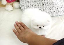 Puppies for sale pomeranian spitz, tiny pomeranian puppies - USA, California, San Jose