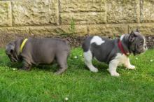 Продам щенка french bulldog - United Kingdom, Bristol