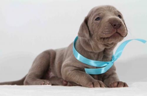 Продам щенка Веймаранер - Украина, Запорожье. Цена 750 евро