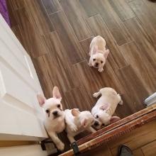 Puppies for sale french bulldog - Finland, Helsinki