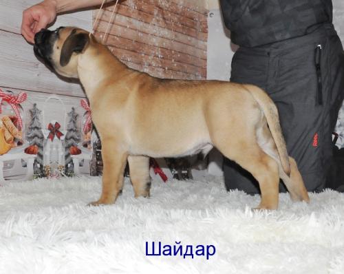 Продам щенка Бульмастиф - Россия, Москва. Цена 45 000 рублей