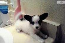 Puppies for sale papillon and phalene - Greece, Thessaloniki. Price 300 $