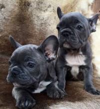 Puppies for sale french bulldog - Greece, Athens. Price 400 €