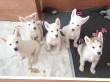 Puppies for sale other breed - Luxembourg, Luxembourg