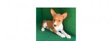 Puppies for sale basenji - Hungary, Budapest. Price 300 $