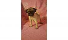 Puppies for sale pug - Greece, Thessaloniki. Price 255 €