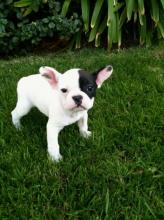 Puppies for sale french bulldog - Greece, Heraklion. Price 300 €