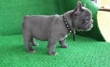 Puppies for sale french bulldog - Greece, Athens. Price 300 €