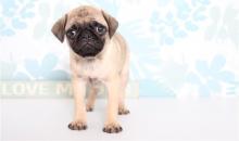 Puppies for sale pug - Netherlands, Harlem. Price 300 €