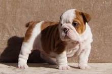 Puppies for sale english bulldog - Finland, Oulu