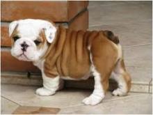 Puppies for sale english bulldog - Luxembourg, Luxembourg