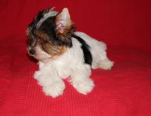 Puppies for sale yorkshire terrier - USA, Arizona. Price 300 $