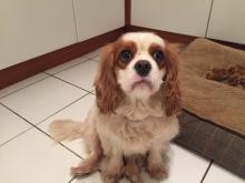 Puppies for sale king charles spaniel - USA, Oklahoma. Price 750 $