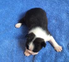 Puppies for sale boston terrier - USA, California, San Diego. Price 300 $