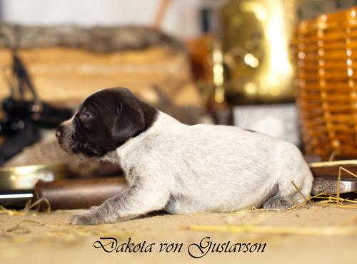 Продам щенка Дратхаар - Беларусь, Минск. Цена 600 долларов