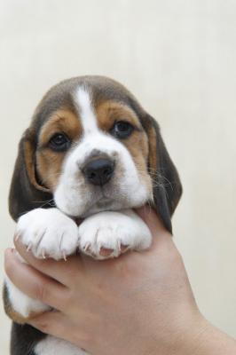 Продам щенка Бигль - Молдавия, Тирасполь. Цена 600 долларов