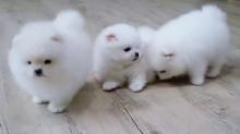 Puppies for sale pomeranian spitz - Malta, Valletta. Price 100 €