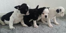 Puppies for sale french bulldog - Germany, Duisburg. Price 250 €
