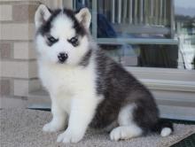 Puppies for sale other breed, siberian husky - Germany, Munich