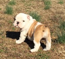 Puppies for sale english bulldog - United Kingdom, London. Price 500 $