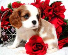 Puppies for sale king charles spaniel - USA, Ohio. Price 400 $