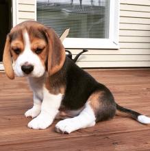 Puppies for sale beagle - USA, Georgia. Price 400 $