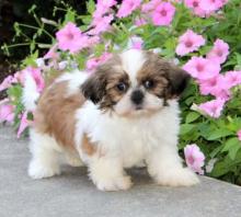 Puppies for sale shih tzu - USA, Oklahoma. Price 400 $