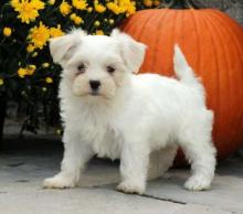 Puppies for sale maltese - USA, Massachusetts. Price 400 $