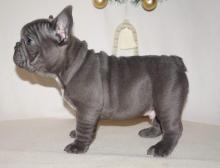 Puppies for sale french bulldog - USA, Michigan, Detroit. Price 400 $