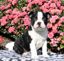 Puppies for sale boston terrier - USA, Texas. Price 400 $