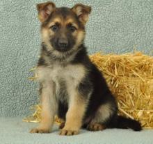 Puppies for sale german shepherd dog - USA, California. Price 400 $