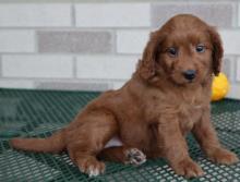 Puppies for sale poodle - USA, North Carolina. Price 400 $