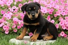 Puppies for sale rottweiler - USA, Colorado. Price 400 $