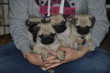 Puppies for sale pug - Malta, Valletta. Price 400 €