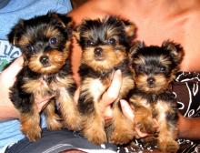 Puppies for sale yorkshire terrier - Malta, Valletta. Price 400 €