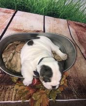 Puppies for sale english bulldog - Germany, Chemnitz. Price 400 €