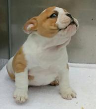 Puppies for sale english bulldog - USA, Delaware. Price 500 $