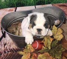 Puppies for sale english bulldog - Germany, Berlin. Price 400 €