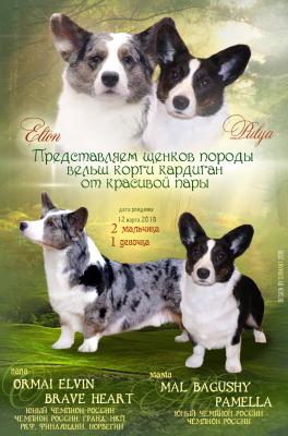 Продам щенка , Вельш корги кардиган - Россия, Мурманск. Цена 100000 рублей