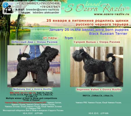 Продам щенка Русский черный терьер - Россия, Санкт-Петербург. Цена 40000 рублей